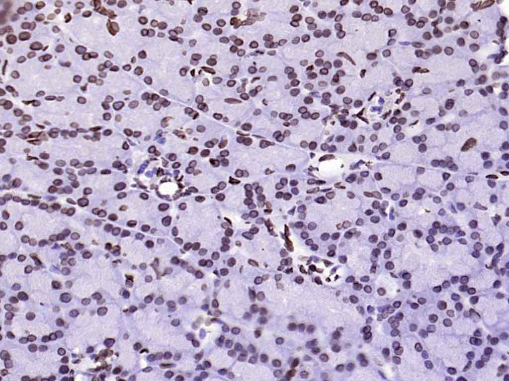 核纤层蛋白A抗体-bsm-34042M